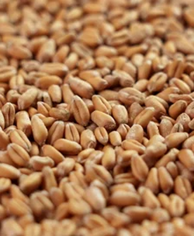 Organic Wheat